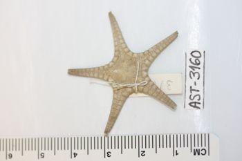 Media type: image;   Invertebrate Zoology AST-3160 Description: Preserved specimen.;